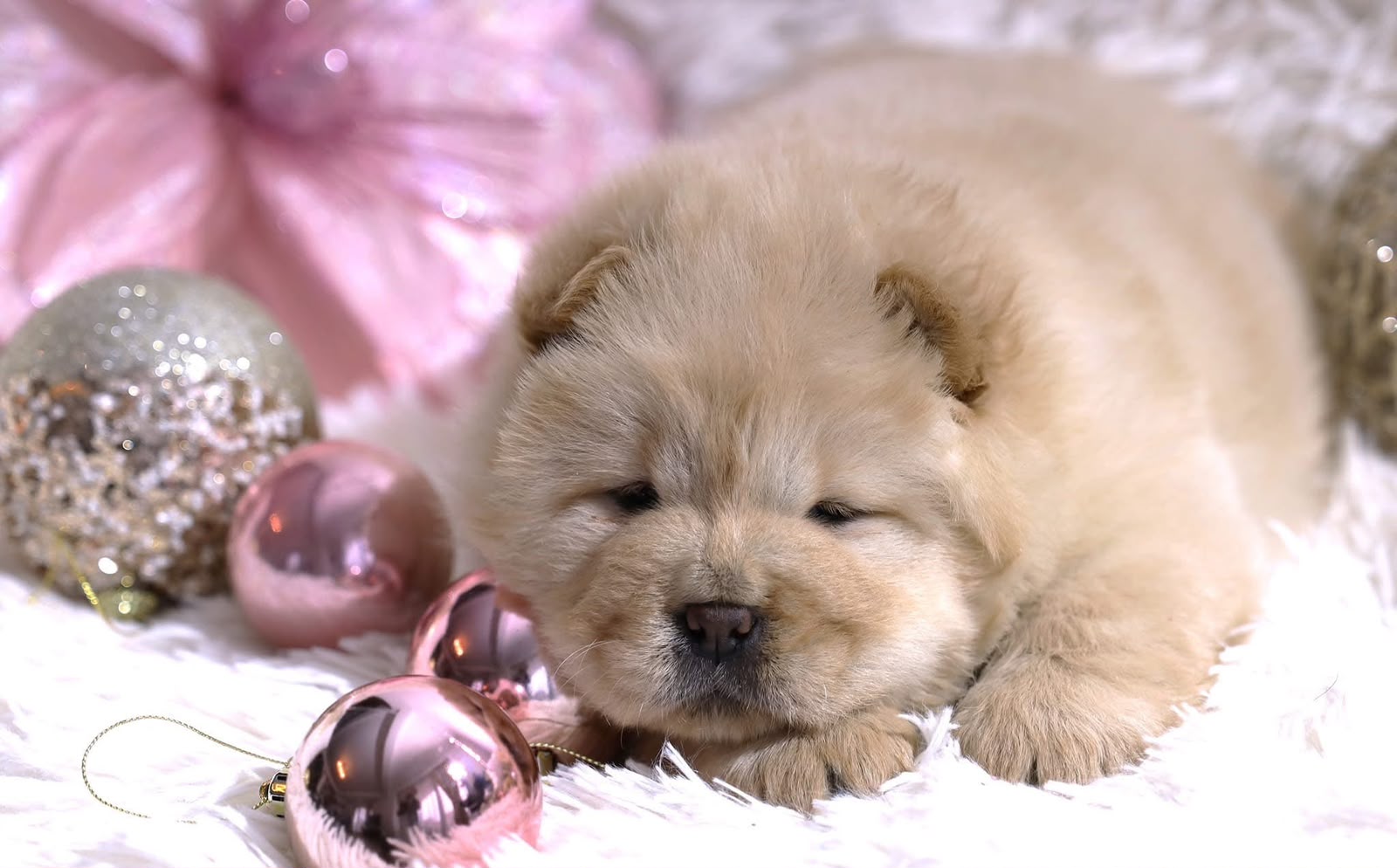 Chiot Chow-Chow crème