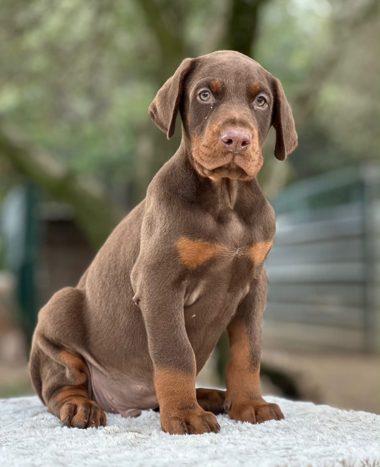 Chiot Dobermann marron et feu
