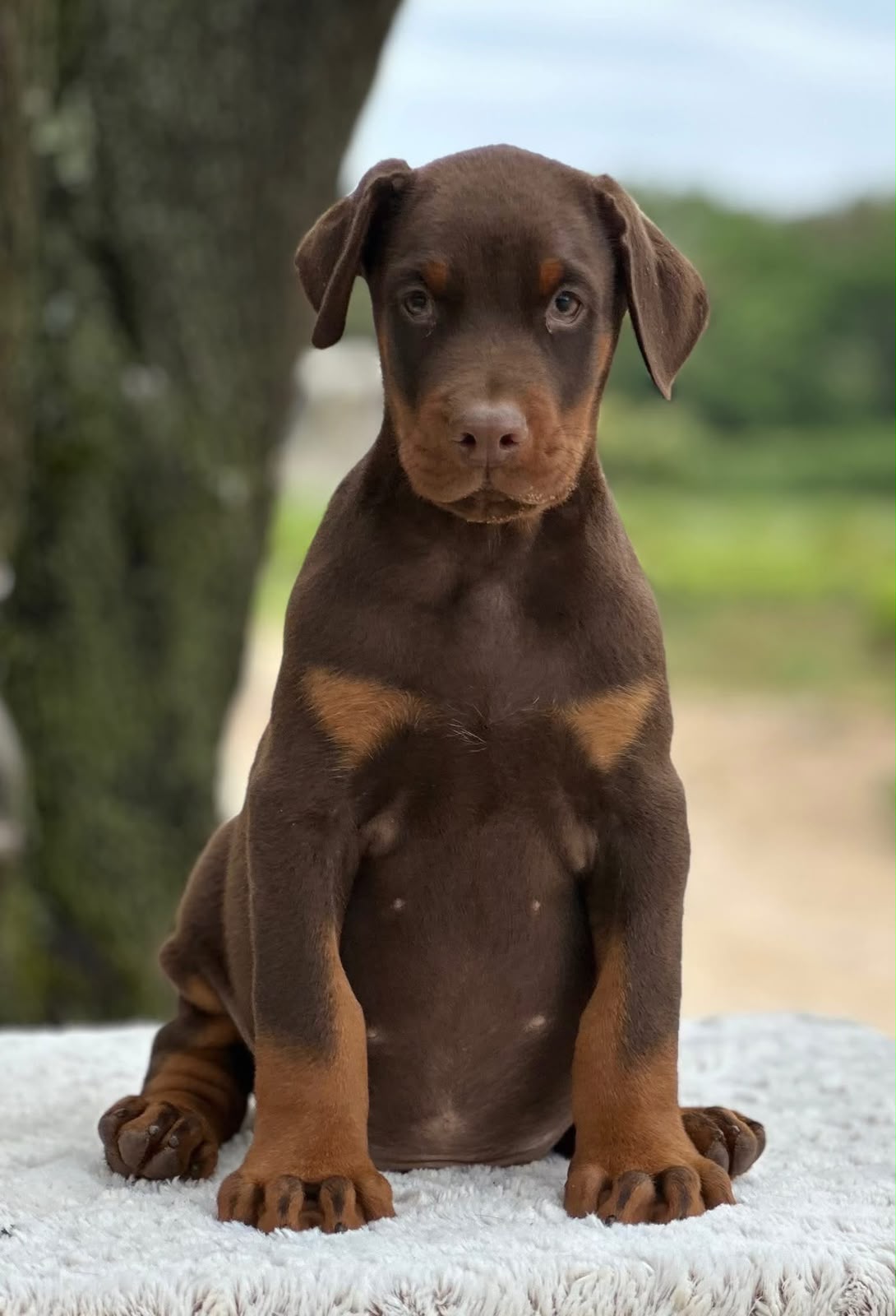 Second chiot Dobermann marron et feu