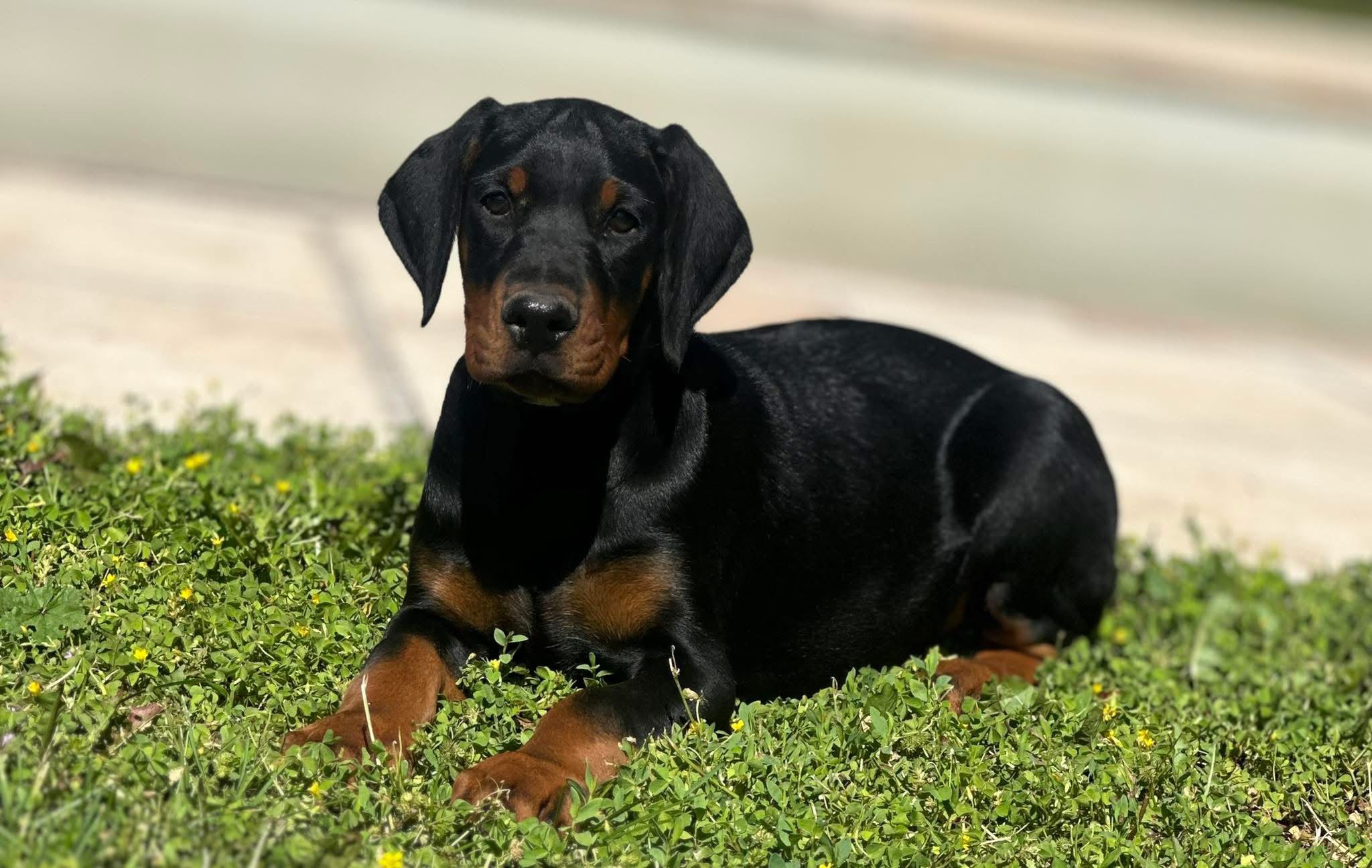 Chiot Dobermann noir et feu
