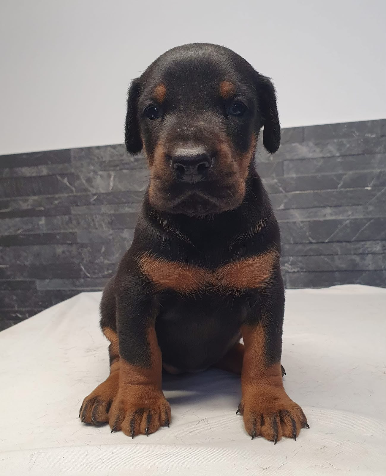 Chiot Dobermann noir