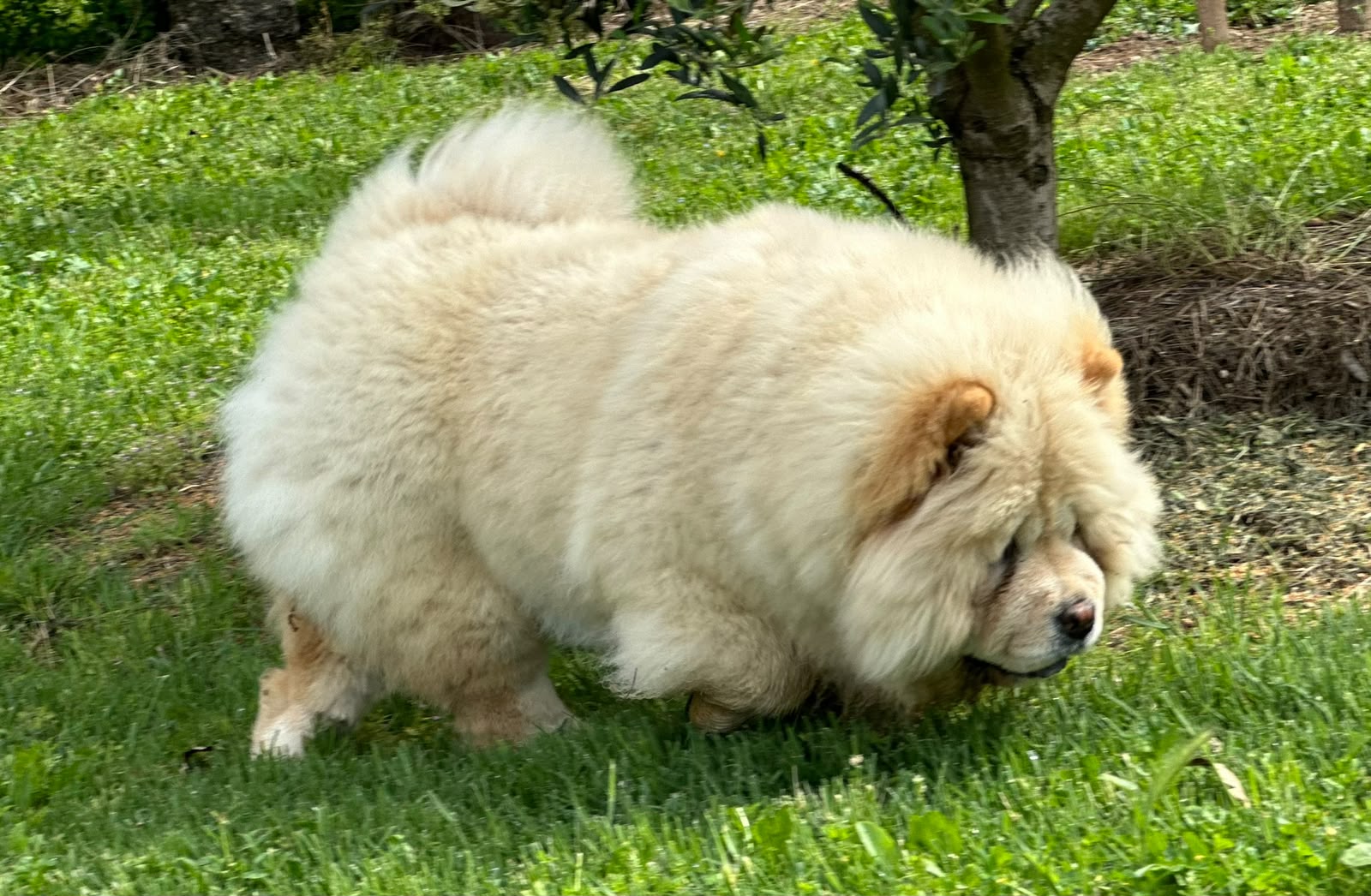 Chow-Chow dans le jardin