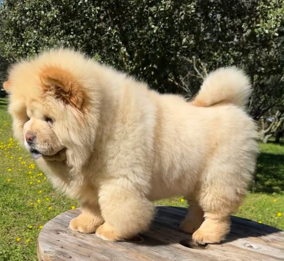 Chow-Chow crème adulte