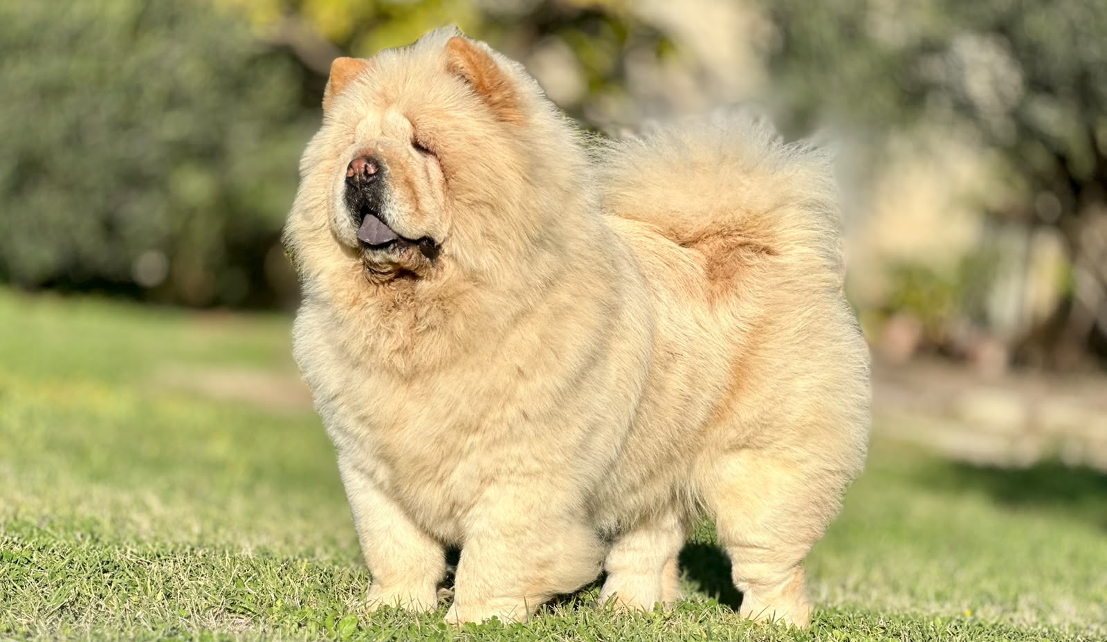 Chow-Chow crème adulte