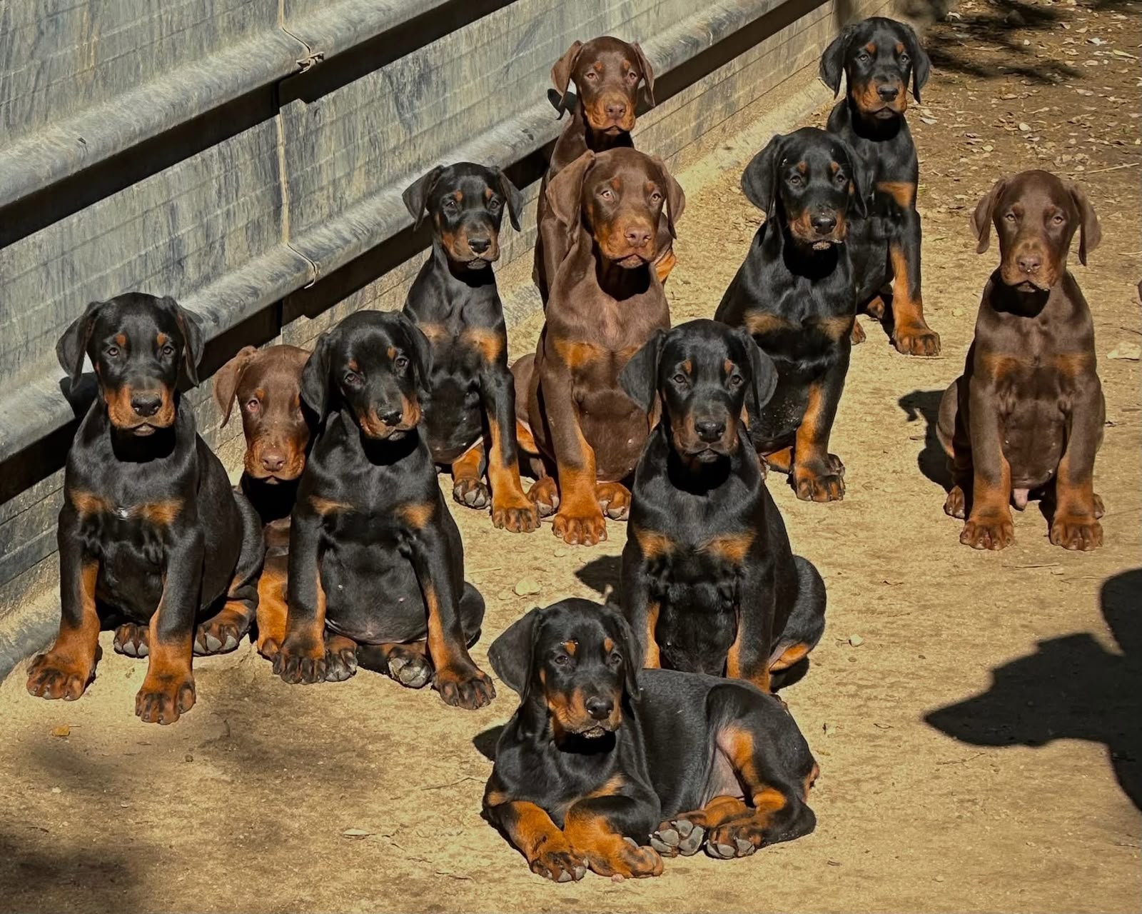 Portée de chiots Dobermann